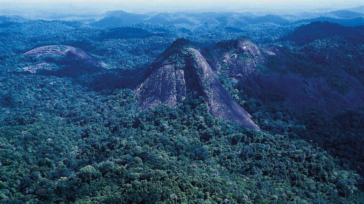 El pulmón del Amazonas comenzará a emitir CO2 en menos de 15 años