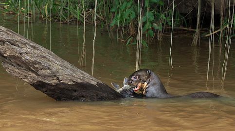 La nutria gigante: el 'lobo de río' del Gran Pantanal