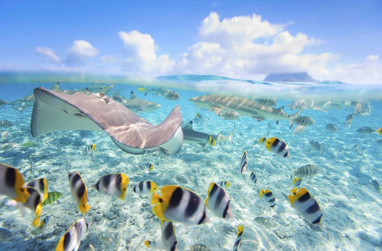 ¿Se imagina bucear por estas aguas cristalinas de la Polinesia Francesa? (iStock)