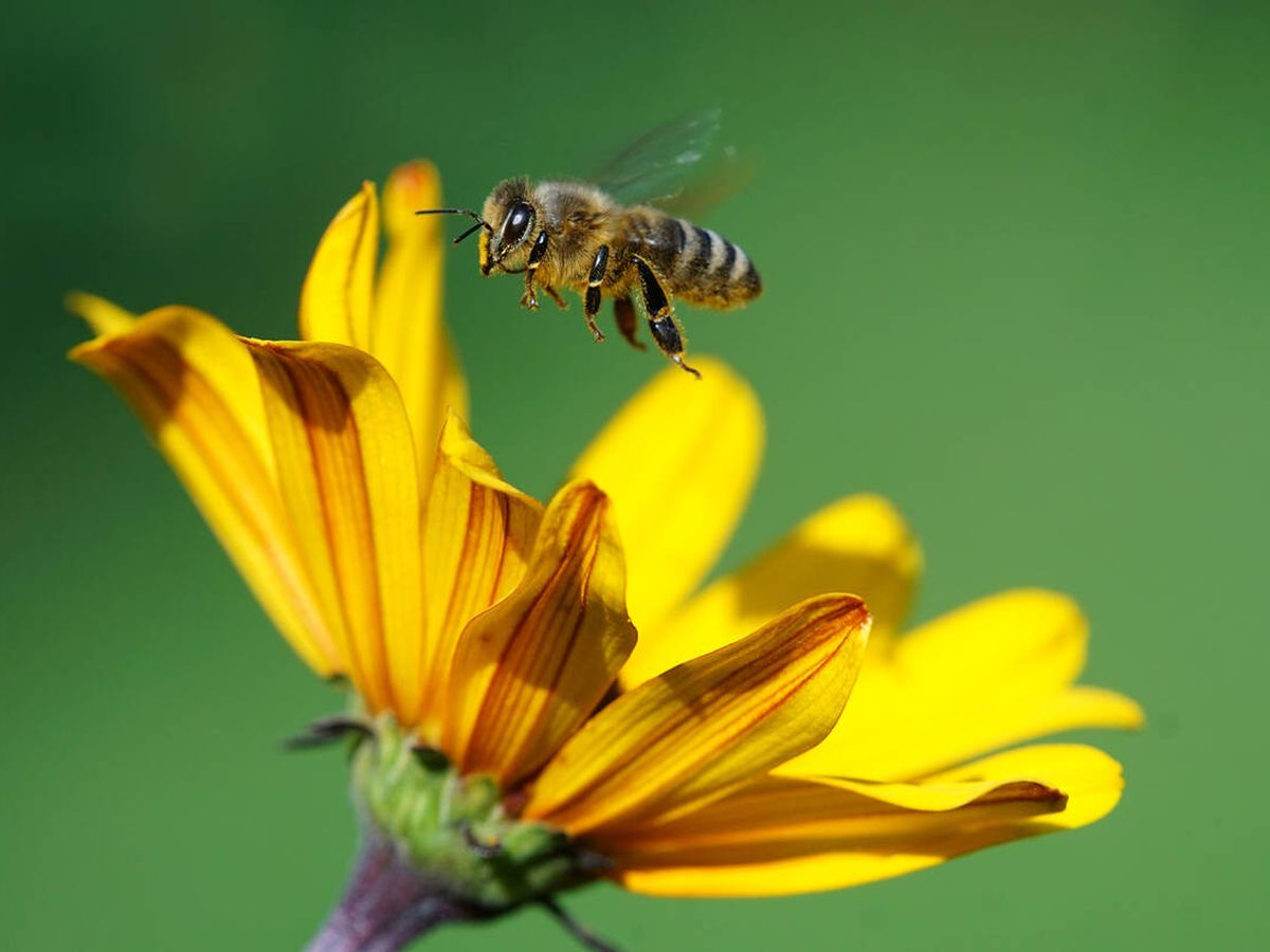 muerto Generador Encarnar La escasa floración incrementó la presencia de la abeja invasora escultórica