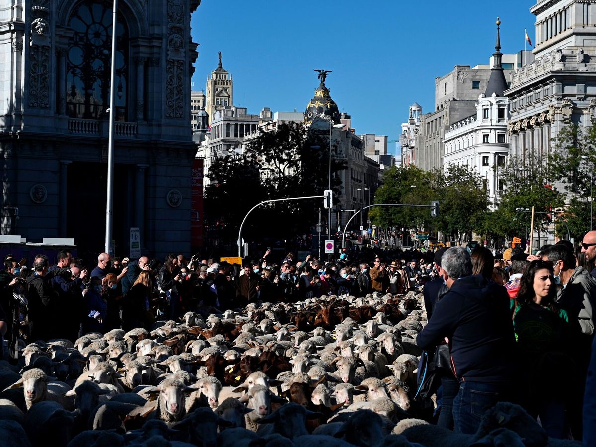 Foto: Fiesta de la trashumancia por las calles de Madrid. (EFE/Fernando Villar)