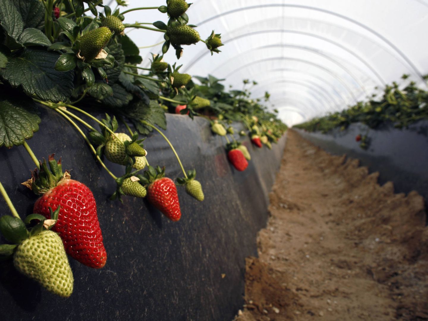 Invernaderos de fresas en Rociana. (Reuters)