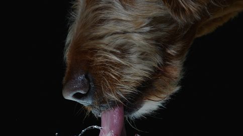 Física y aceleración: el preciso mecanismo que usa tu perro para beber