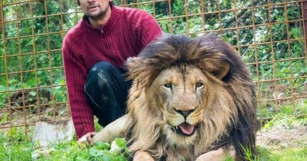 Foto: Michal y uno de sus leones, con los que convivía (Foto: Twitter)
