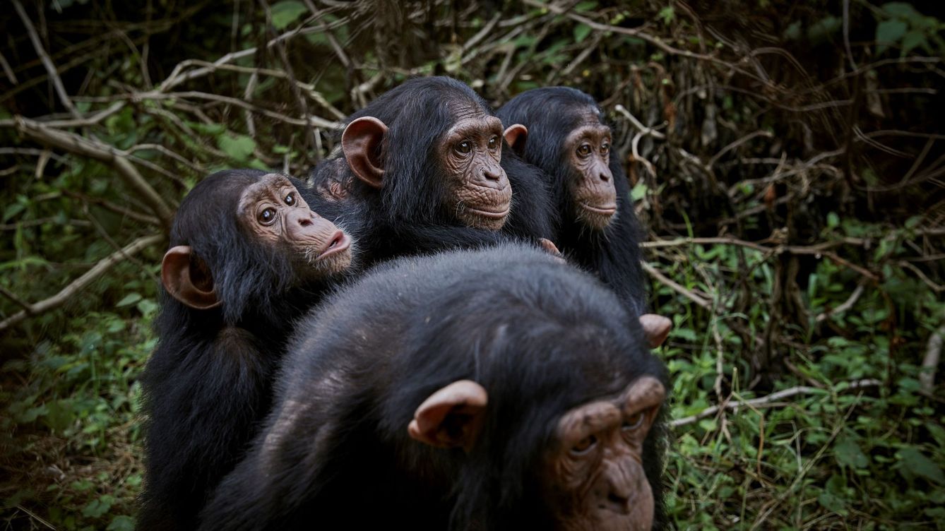 Foto: El estudio del comportamiento de los chimpancés nos aproximamos más a ellos (EFE/H.Kinsella)