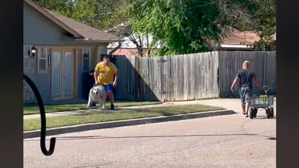 El vídeo del emotivo rescate al Golden Retriever de su vecino que no podía caminar