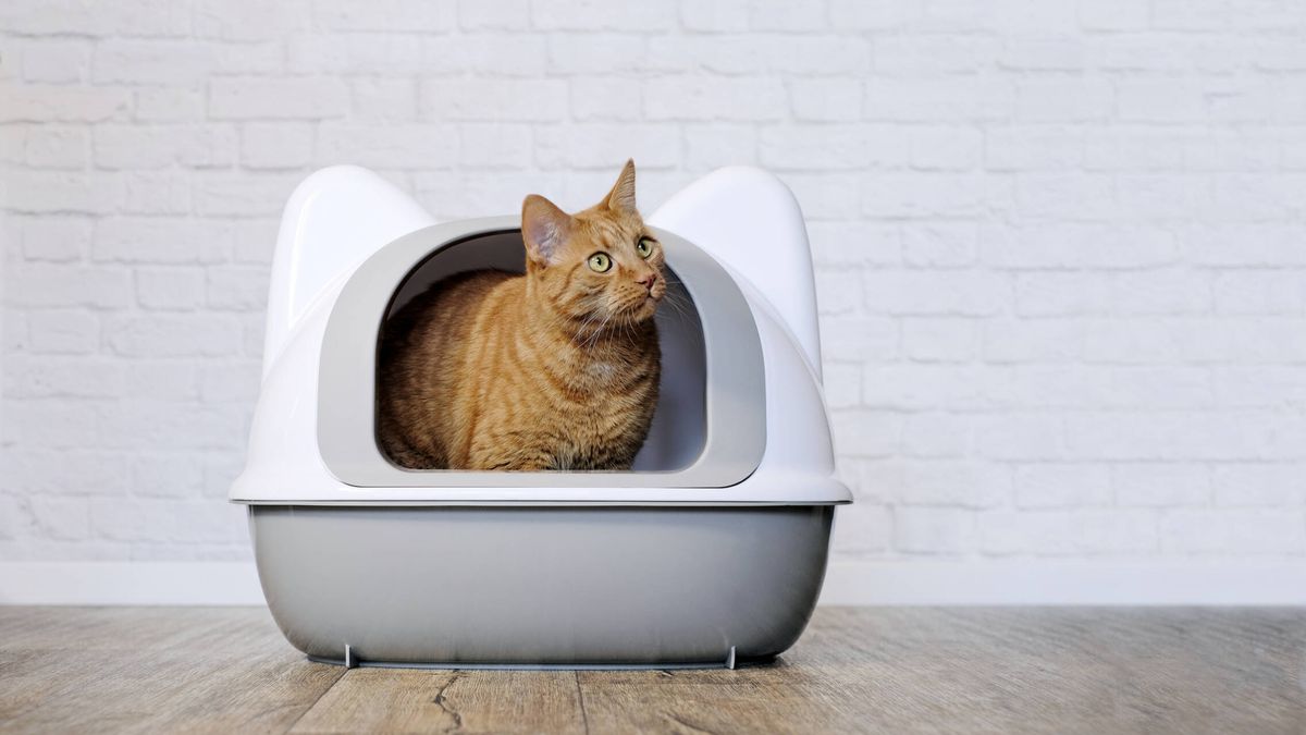 El arenero para gatos autolimpiable que se ha hecho viral: puede ahorrarte mucho tiempo