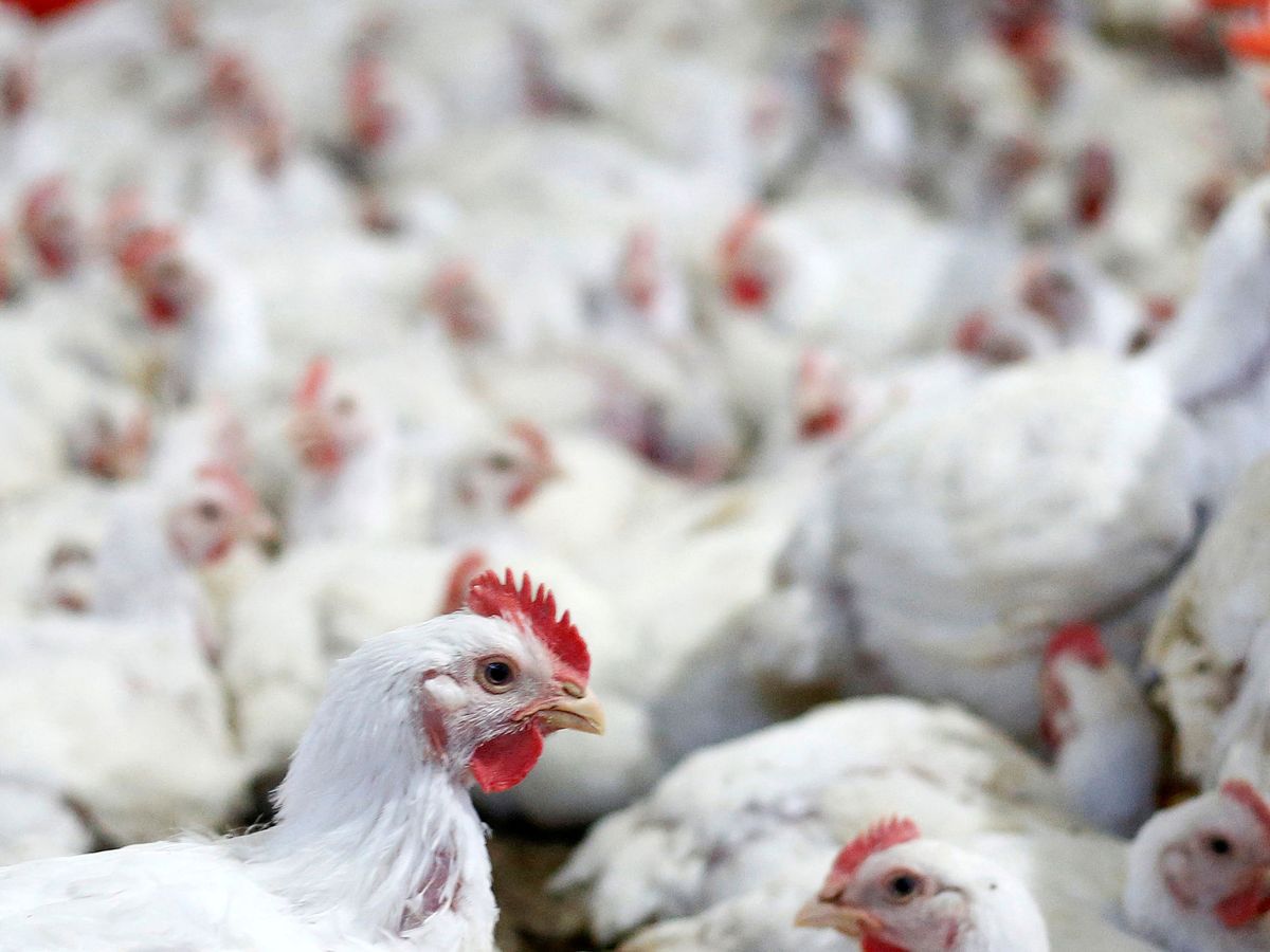 Foto: File photo: chicken are pictured at a poultry factory in lapa city