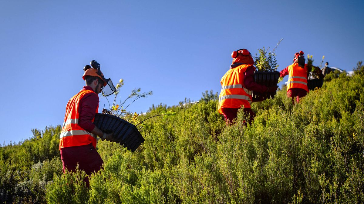 El plan para reforestar España con 60 millones de árboles