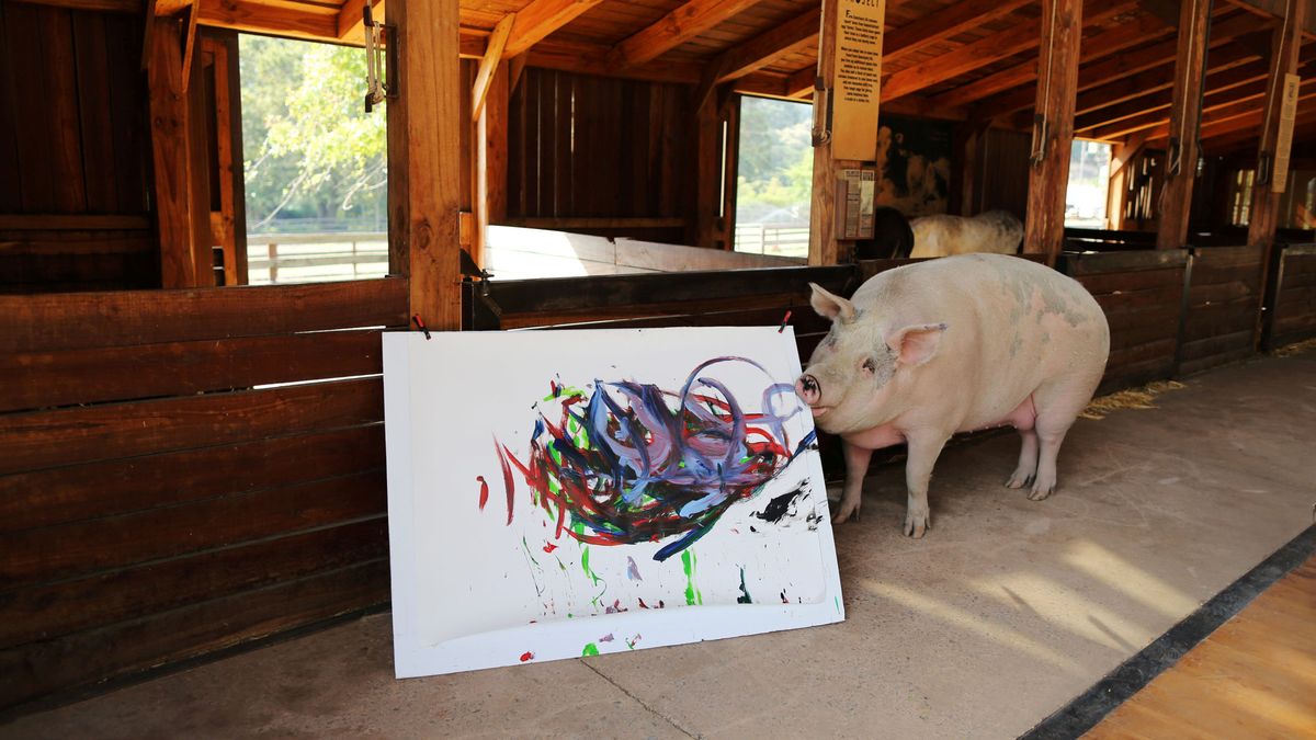 Pigcasso, la cerdita pintora, ya vende cuadros a 4.000 euros en una galería de arte
