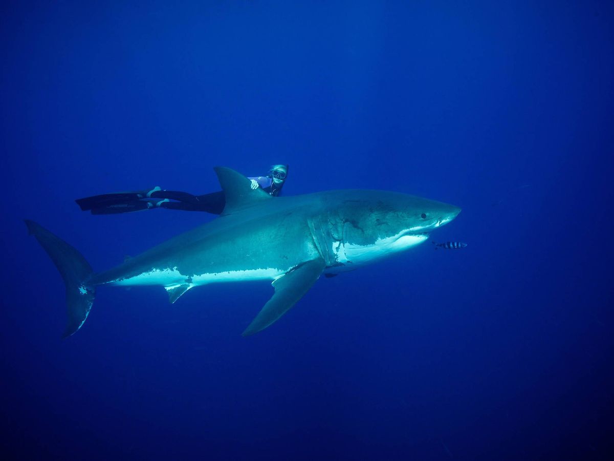 Foto: Tiburón blanco (EFE)