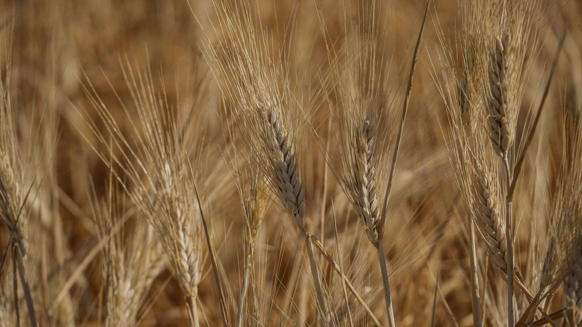 Las últimas lluvias permitirán a España liderar las exportaciones de trigo duro en Europa este año