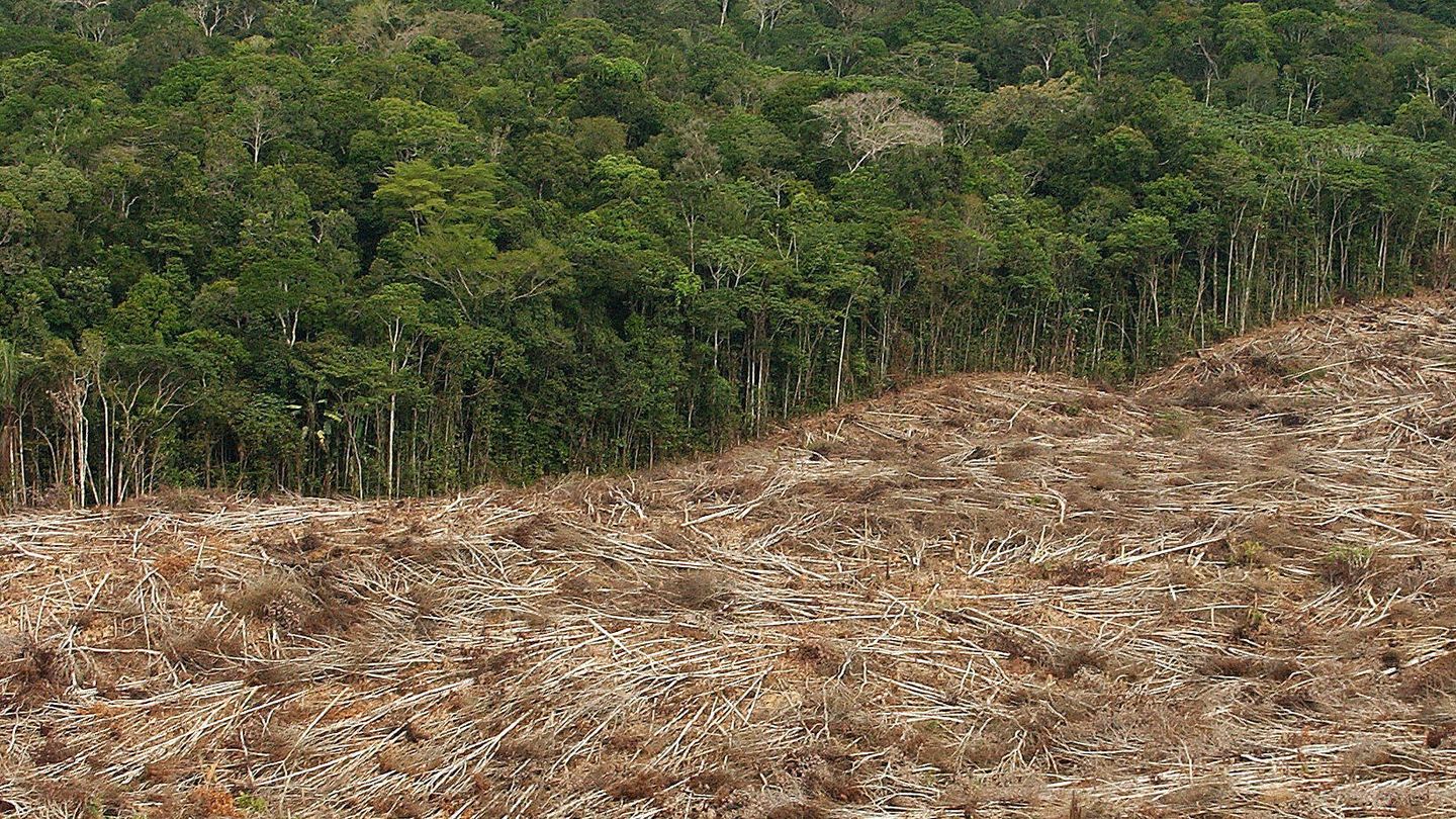 La deforestación de la selva amazónica en Brasil. (EFE)
