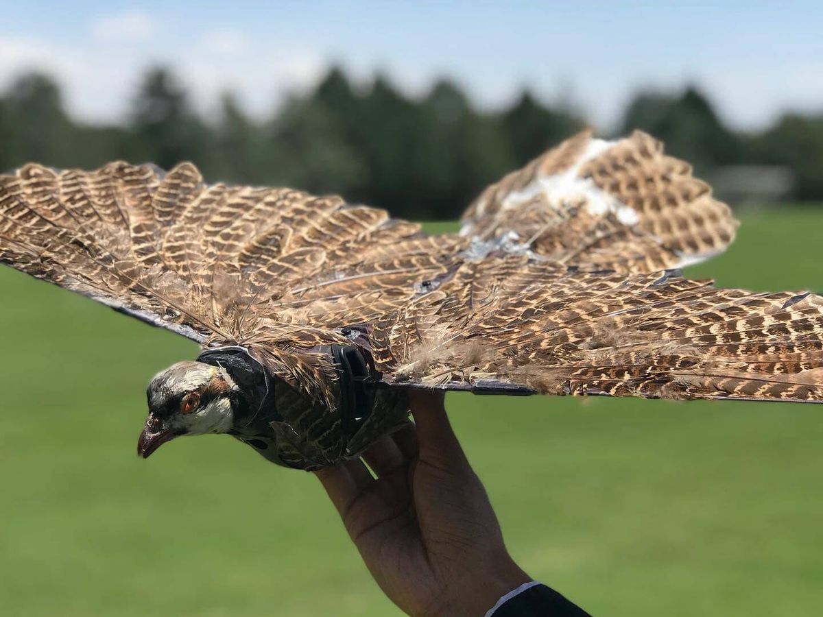 Foto: "¿Estás seguro de que los pájaros que ves en el cielo no son drones?" Este experimento estadounidense está revolucionando Twitter (Facebook/Mostafa Hassanalian)