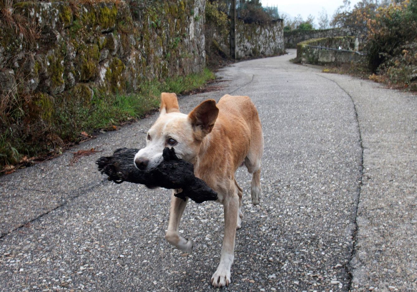 Una perrita lleva en la boca el cadáver de su cría calcinado en el incendio de Chandebrito, Pontevedra (EFE/Salvador Sas)