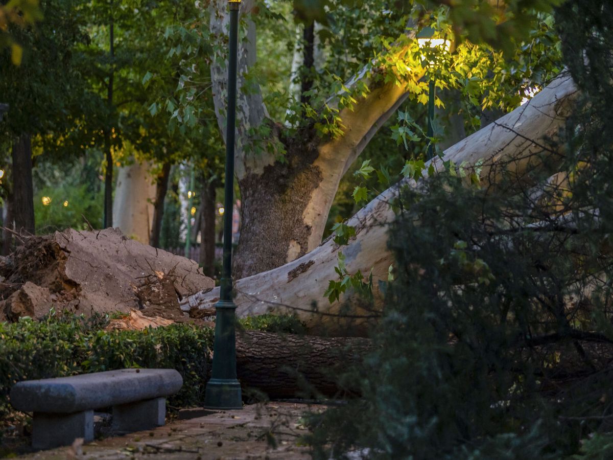 Foto: Un árbol caído por la borrasca. (EFE/Ángeles Visdómine)