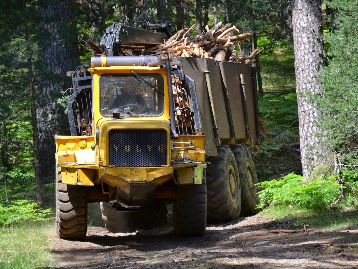 Foto: La madera procedente de Rusia pasa a ser 'madera de conflicto' (EFE/Raúl Casado)