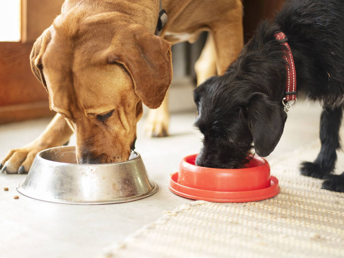Foto: Dos perros comiendo. (iStock)