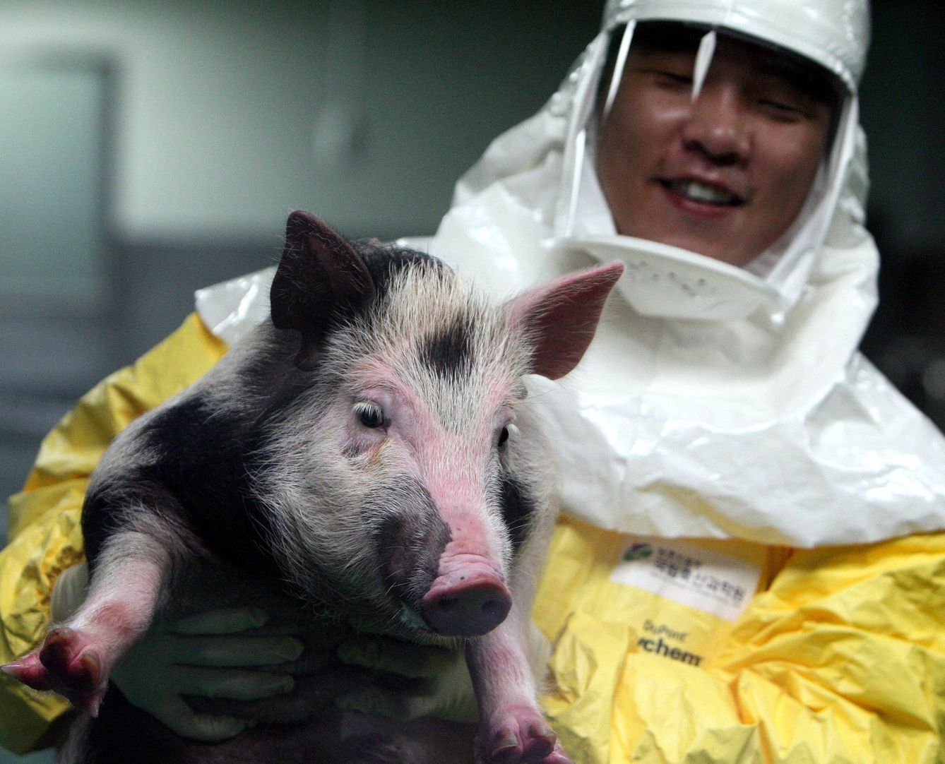 Primer cerdo modificado genéticamente para investigación de trasplantes de animal a humano. (EFE/Yonhap)