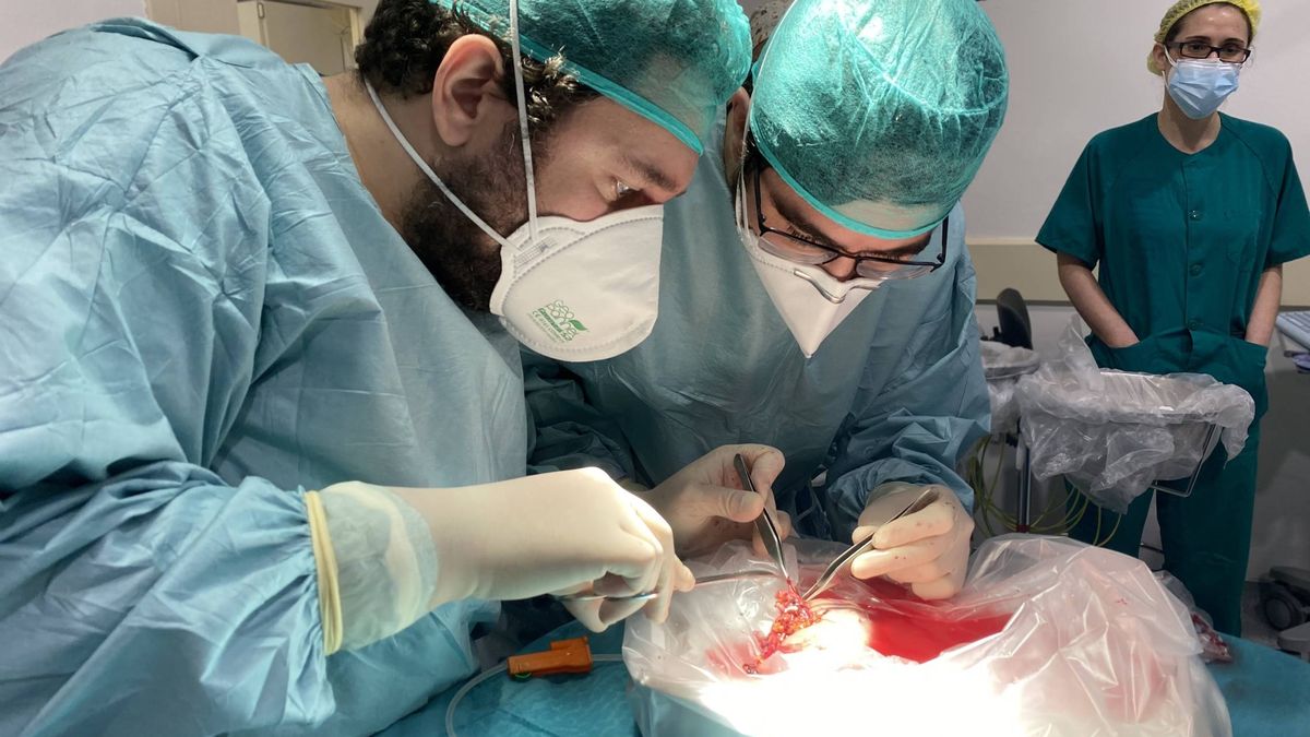 La 'sinfonía' por WhatsApp de un trasplante cruzado entre Málaga y Roma: relato médico de 12 horas 