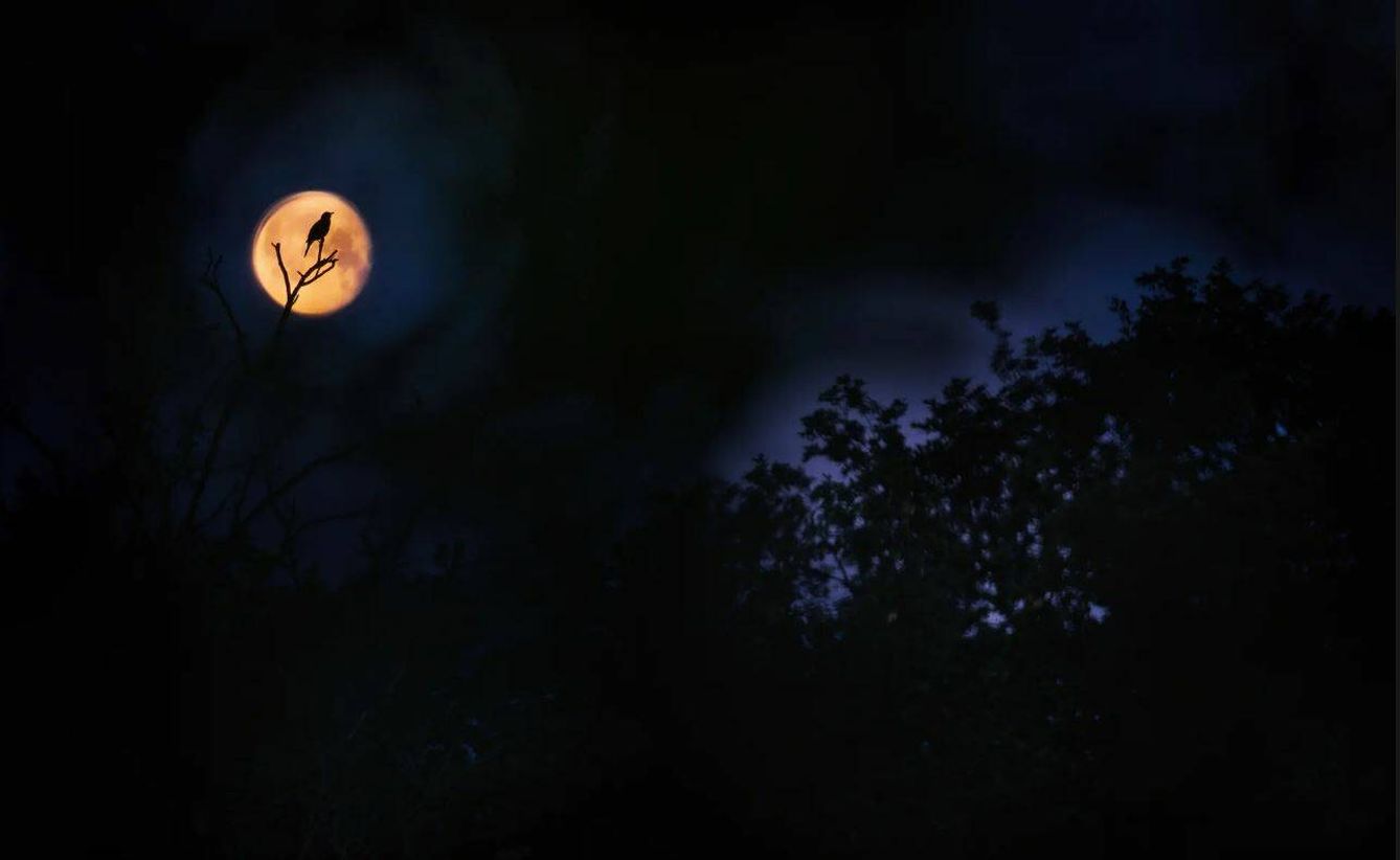 Mirlo común con la luna de fondo. (Anton Trexler/ Bird photographer of the year 2023)