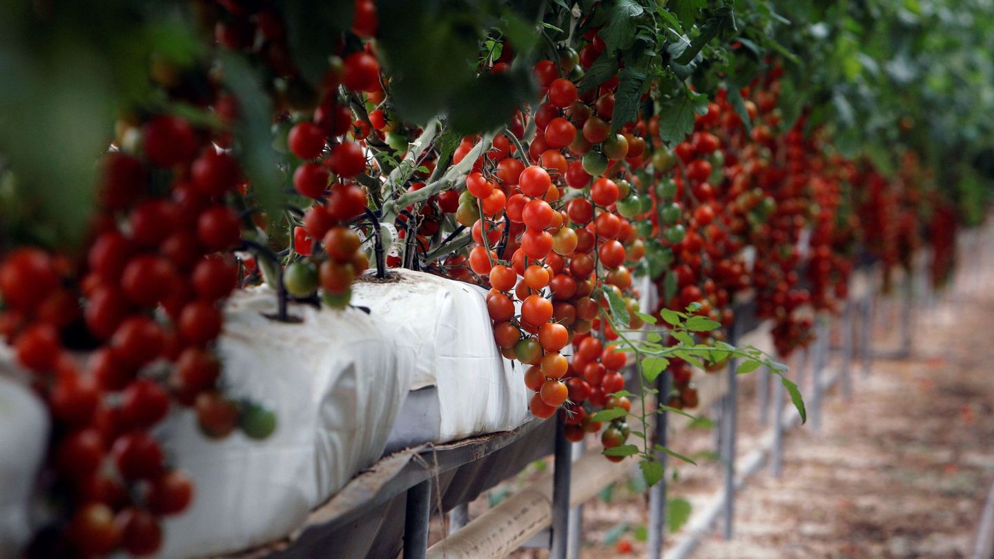Plantación de tomate cherry, la variedad estrella de Marruecos. (EFE)