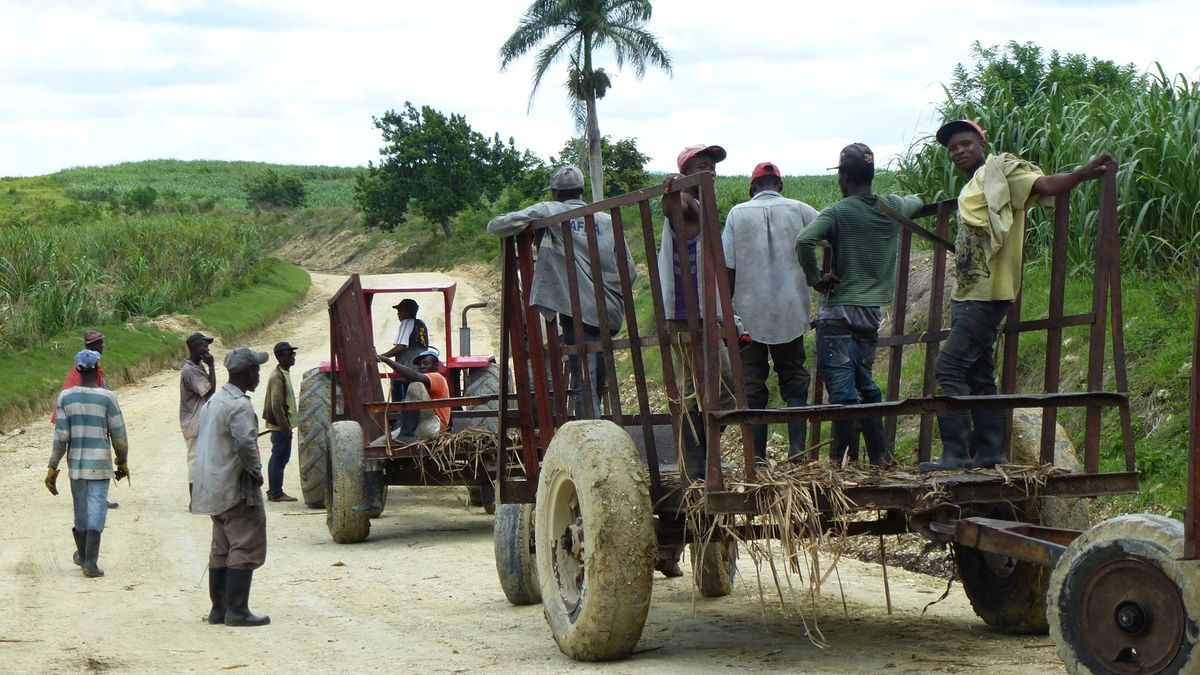Azúcar amargo: el 'apartheid' dominicano que sustenta la industria de la caña