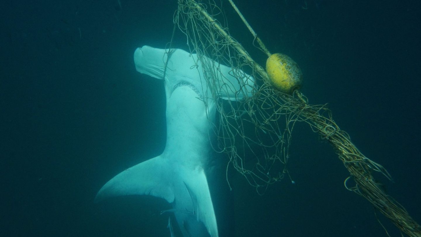 Tiburón martillo, atrapado en una red fantasma. (EFE/Sea Shepherd)