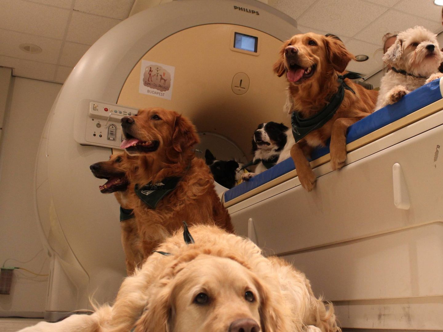 Los cerebros de los perros sólo mostraban preferencia por las especies. Foto: Universidad Eötvös Loránd 