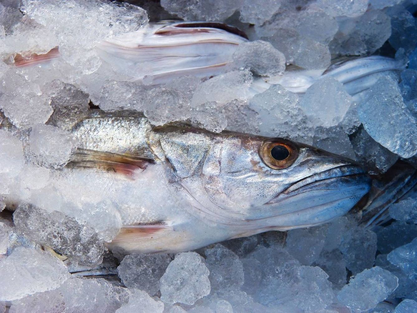 El pescado fresco jamás debe romper la cadena de frío.