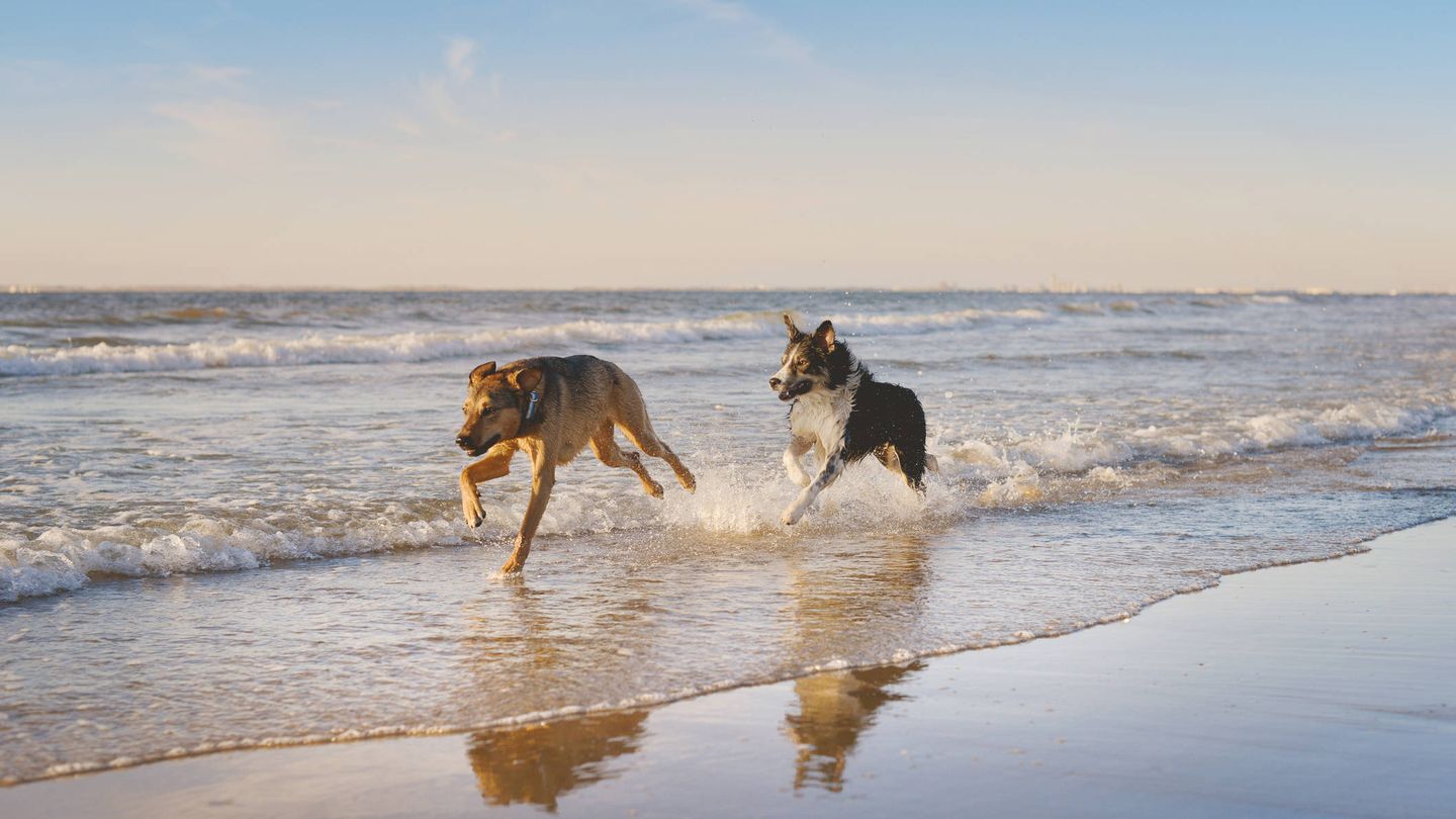 Dos perros corren por la orilla de una playa. (iStock)