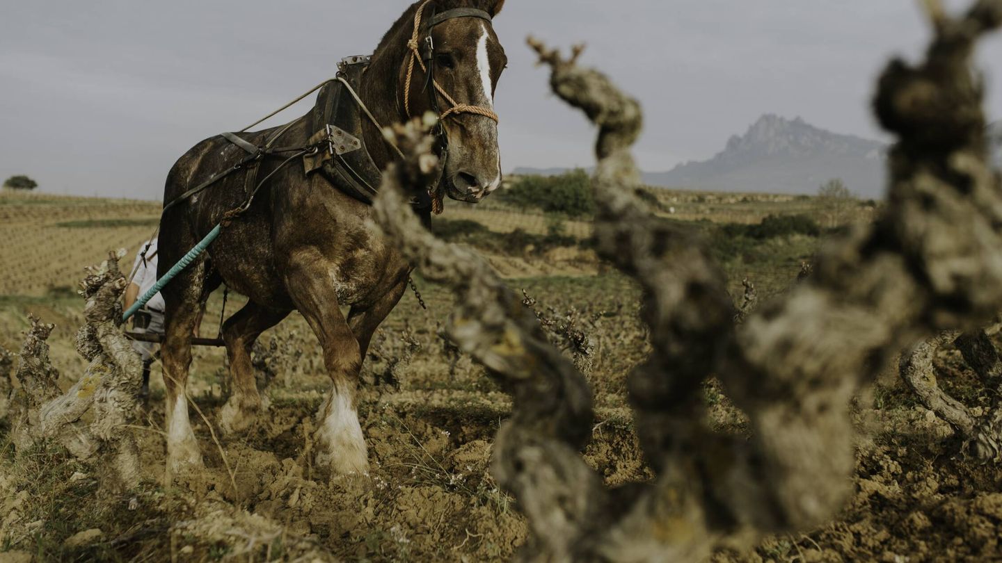 Arado con caballo en las fincas de Ysios.