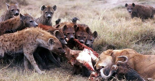 Foto: Imagen de archivo de leones ty  hienas. (EFE)