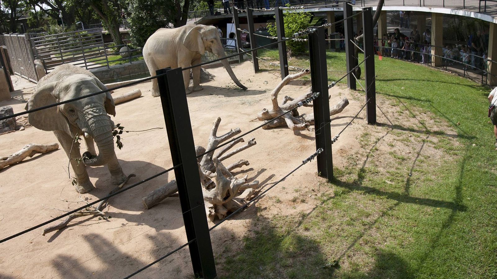 Foto: Dos elefantes en el zoo de Barcelona. (EFE)