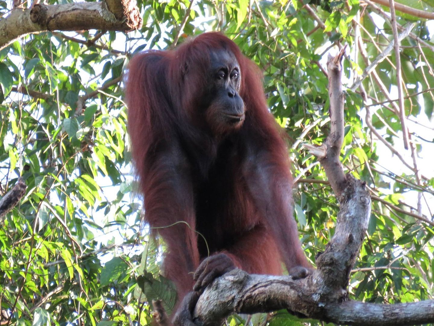 Un orangután de Borneo, en su habitat (Current Biology)