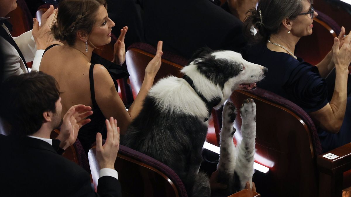 ¿Por qué hay un perro en los Oscars? Todo sobre Messi, el invitado más especial a la gala de 2024