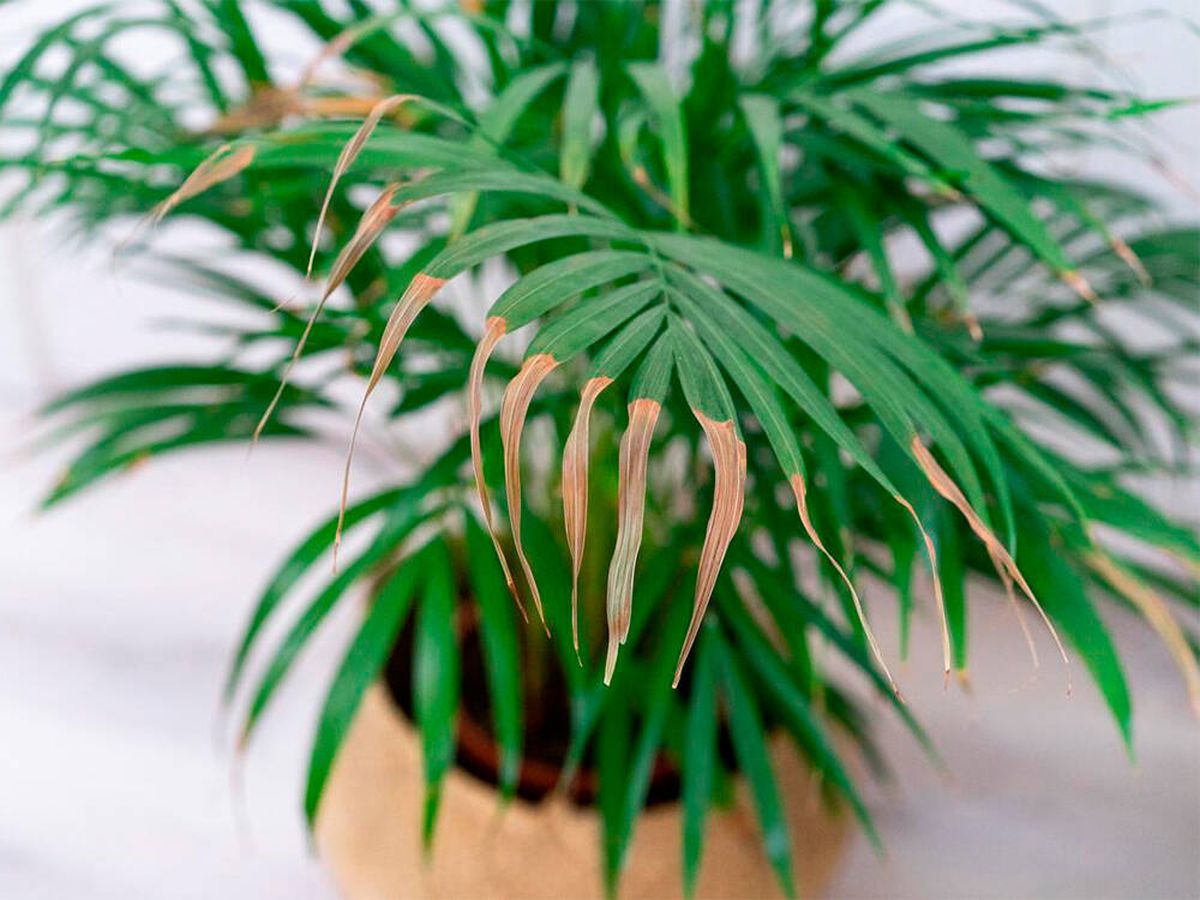Foto: Descubre por qué se secan las puntas de las hojas de las plantas y ponle remedio (Pixabay)