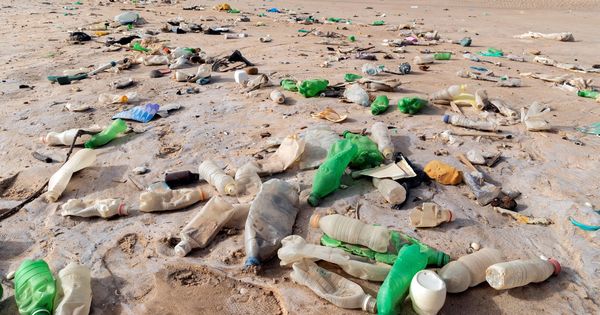 Foto: Los plásticos están cada vez más presentes en la naturaleza. (EFE)
