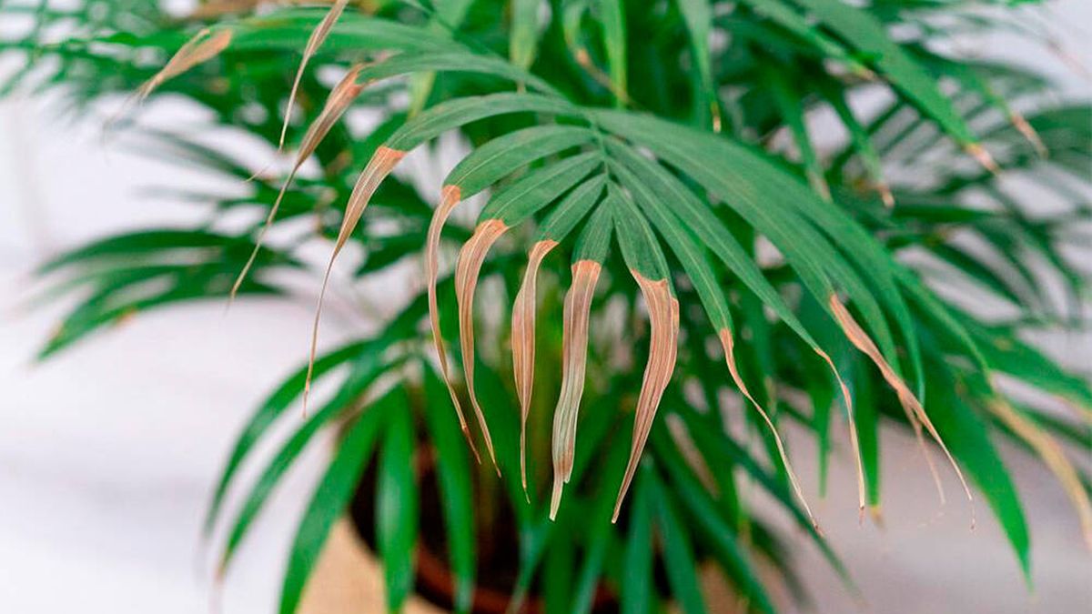 ¿Por qué se secan las puntas de las hojas de tus plantas? ¡Ponle remedio!