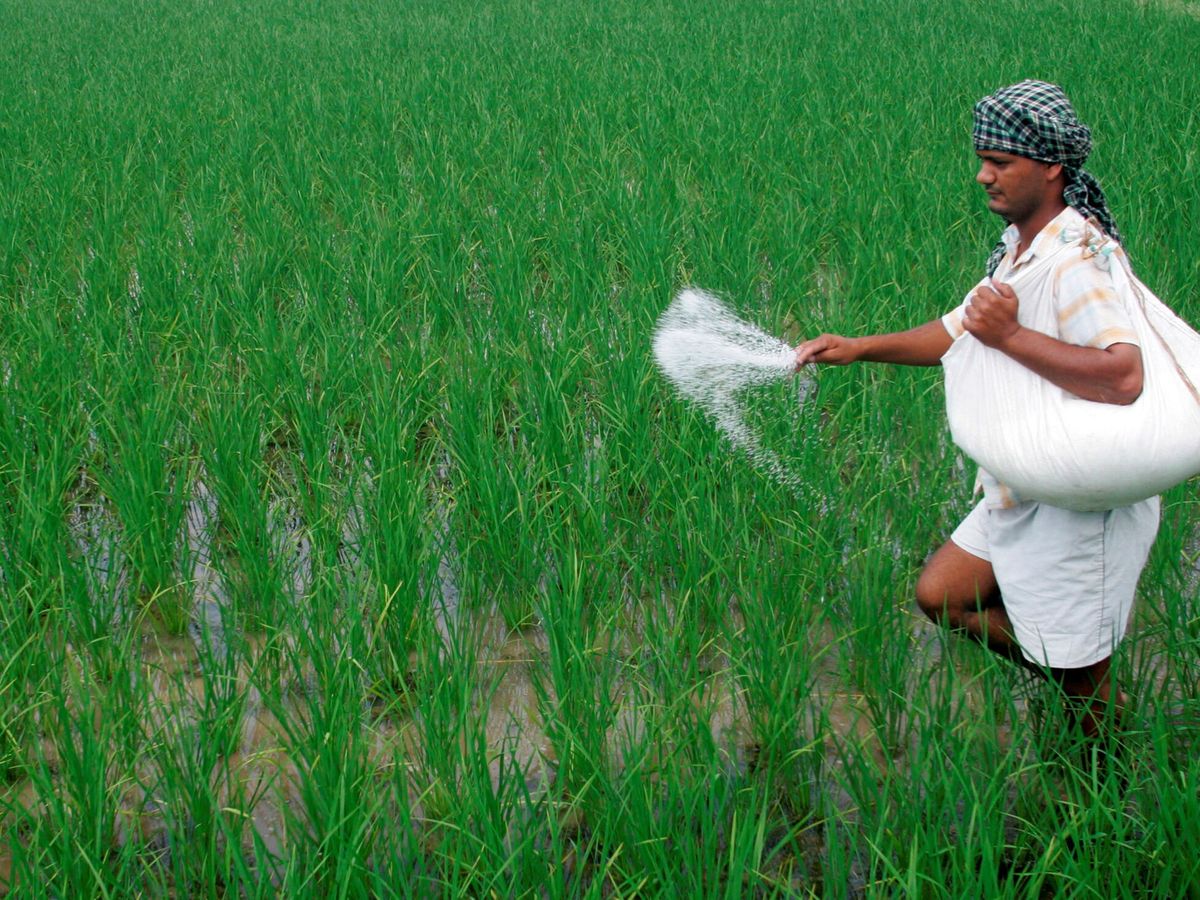 Foto: Agricultor esparce fertilizantes en un campo de arroz al norte de la India (Reuters)