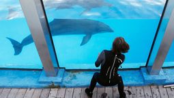 Muere en el Oceanogràfic de Valencia la delfina Echo, rescatada de Canadá el pasado mes de agosto