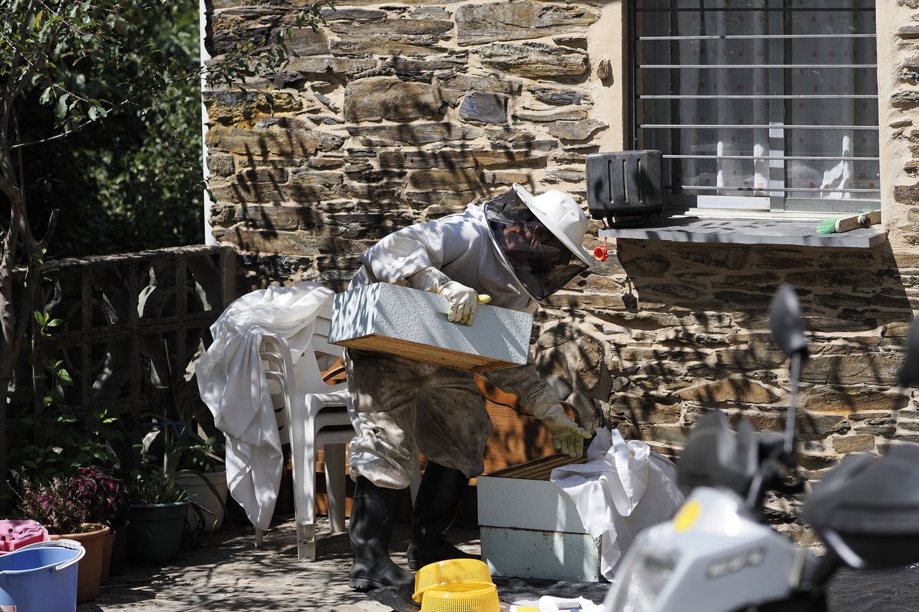 Un apicultor 'esmelga' este domingo en O Caurel, Lugo. (EFE/Eliseo Trigo)