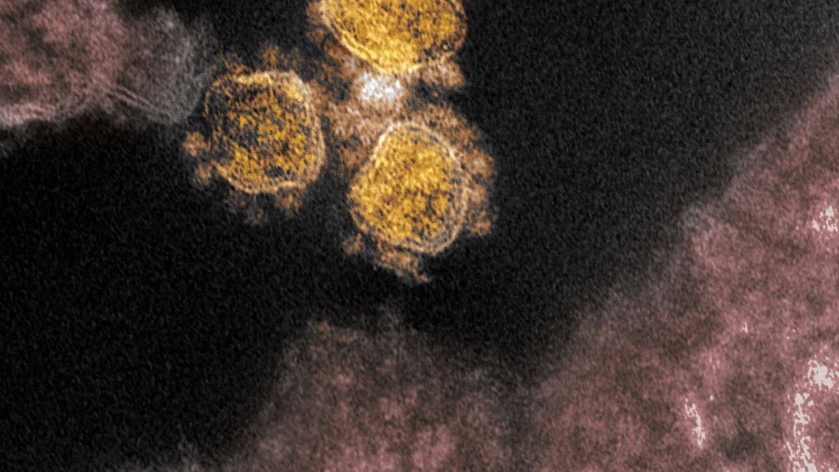 Identifican una nueva cepa del virus que surgió en España y se extiende por Europa