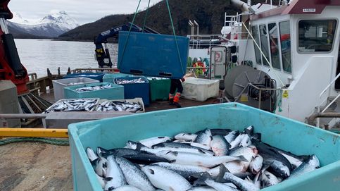 'Matanza' de salmones en los fiordos: ¿qué le pasa a la gallina de los huevos de oro de Noruega?