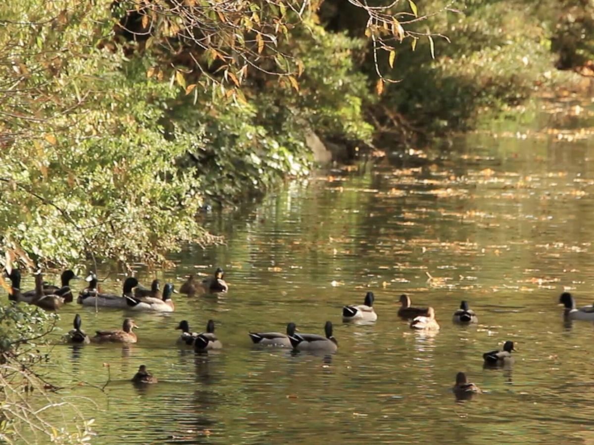 Foto: Patos azulones en el río Eresma. (Carlos de Hita)