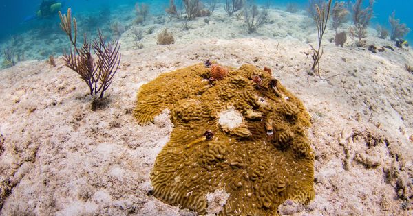 Foto: El blanqueamiento de los corales ha afectado a dos terceras partes de la Gran Barrera