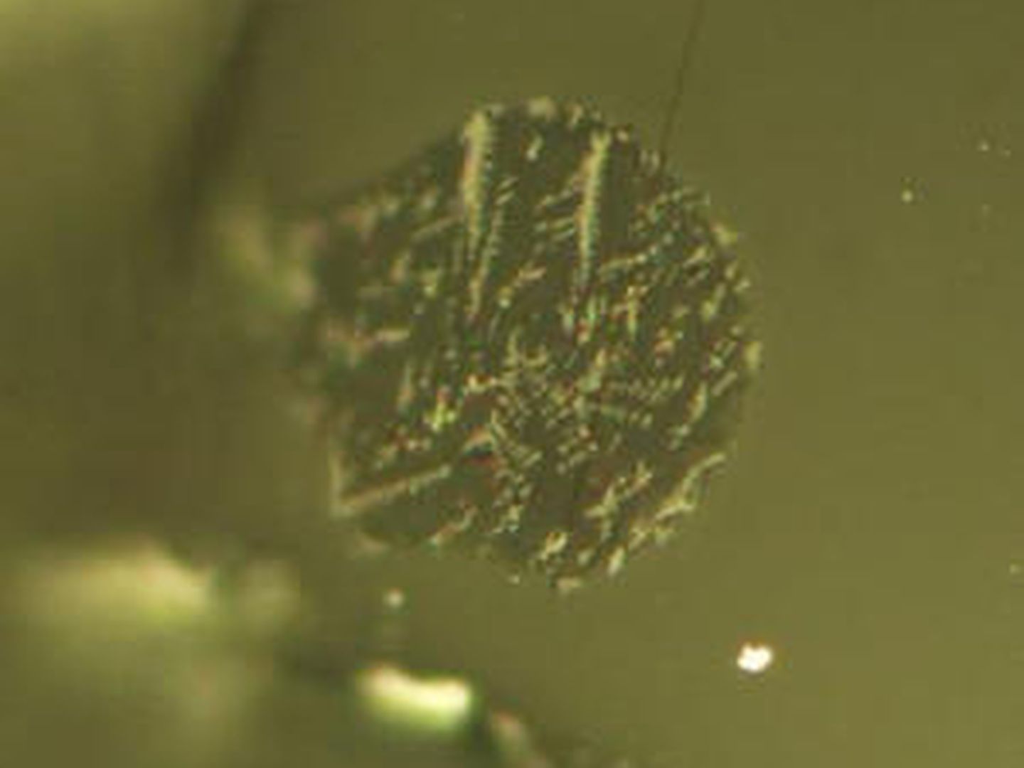 Inclusiones de fusión atrapadas en cristales de olivino