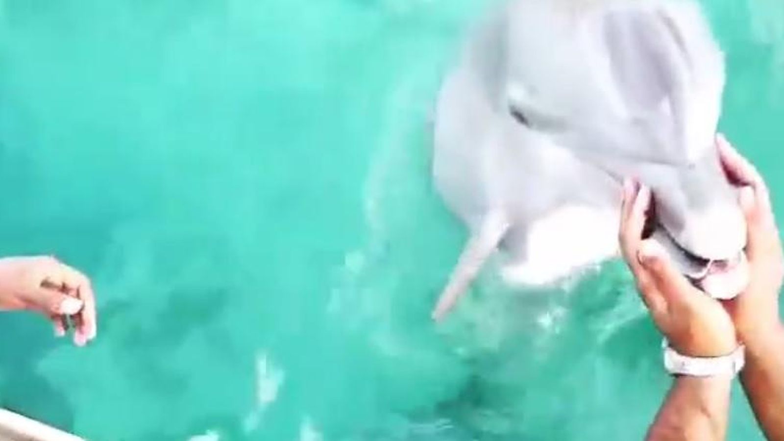 Foto: Cacique, el delfín que recuperó el iPhone del fondo del mar 