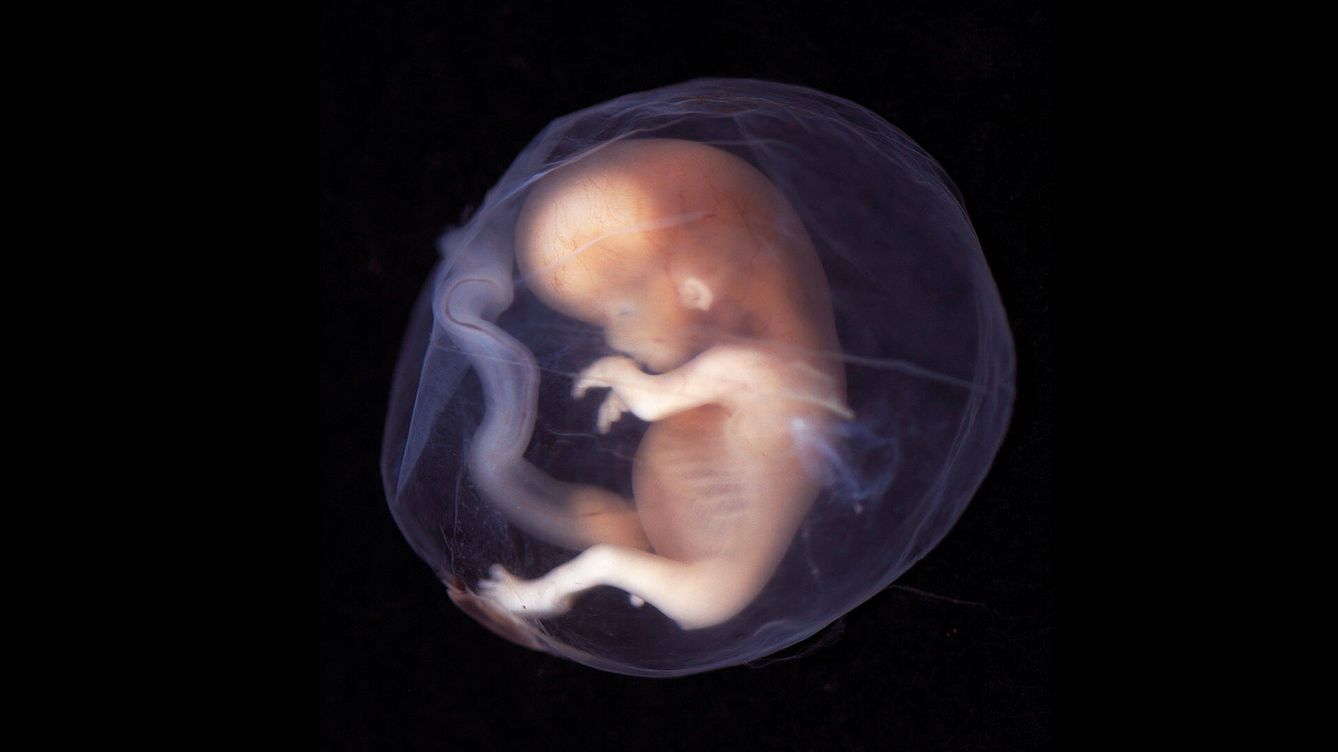 Foto: El útero artificial chino podría gestar embriones humanos. (Wikimedia Commons)