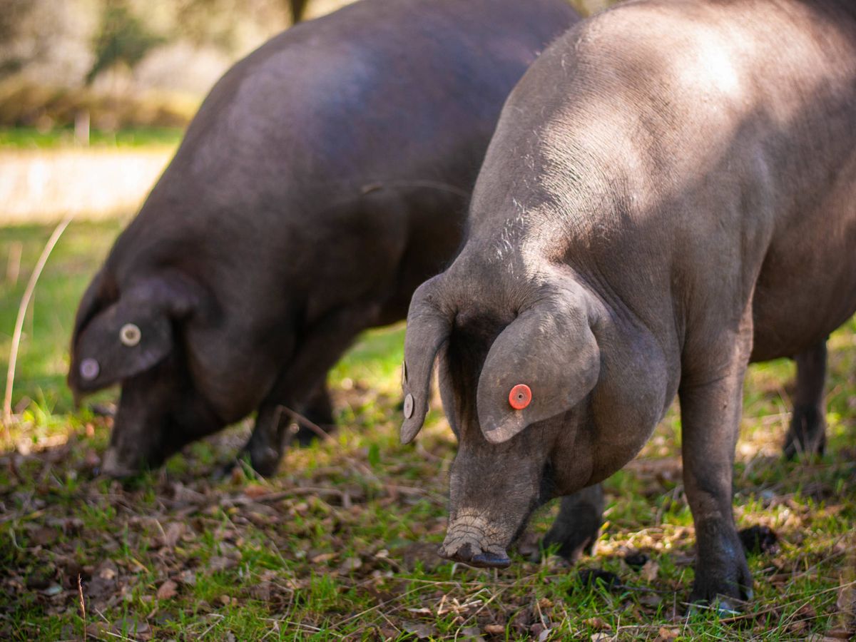 Foto: Cerdos en una dehesa.